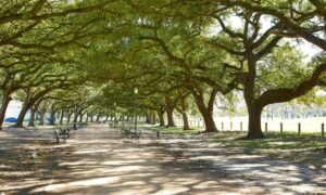 Tree lined path in Hermann Park highlighting property survey and land use dispute