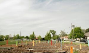 Construction surveyor marking building layout with stakes to show building lines and setbacks on a residential lot